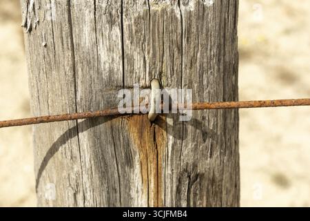 Close-up of a rusty wire attached to a weathered wooden post with a metal ring, showing signs of age and decay Stock Photo