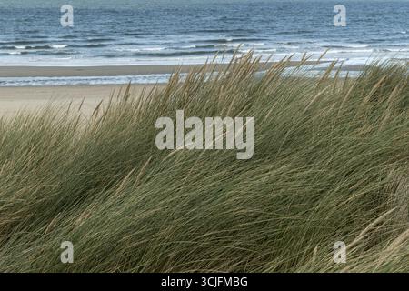 Green beach grass growing on a dune is blowing in the wind, overlooking a sandy beach and ocean waves Stock Photo