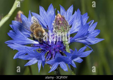 Cornflower bee sitting on open blue flower looking down, Schambach, Bavaria, Germany Stock Photo