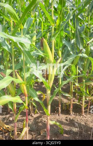 Corn cob in a field, selective focus. Stock Photo