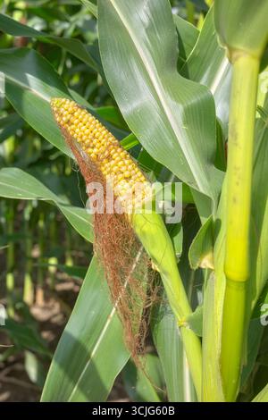 Corn cob in a field, selective focus. Stock Photo