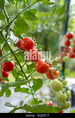 Closeup of a bunch of ripe red cherry tomatoes isolated on a vine in a home vegetable garden with green background Stock Photo
