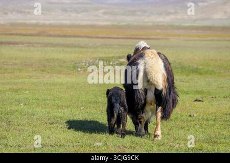 Female yak with its baby in the pasture, Kyrgyzstan Stock Photo