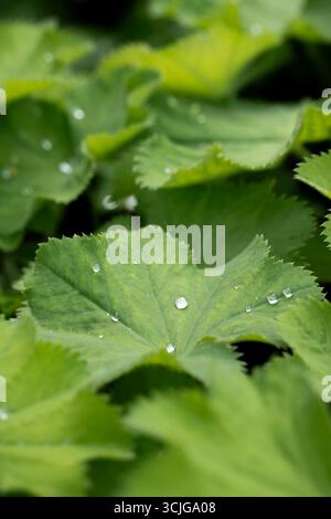 Fresh green leaves with serrated edges and water droplets on their surfaces after a light summer rain, with shallow depth of field Stock Photo