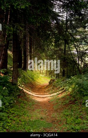 Walking or hiking path in a dense eerie dark leaf and pine tree forest in summer Stock Photo