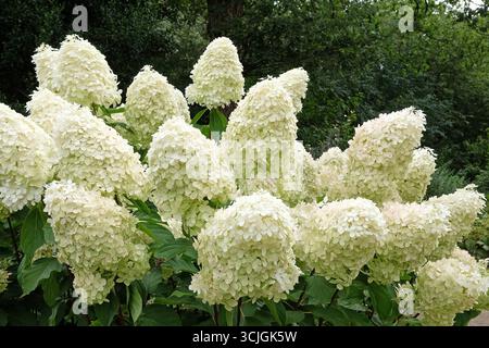Large white Hydrangea paniculata 'Phantom' in flower Stock Photo