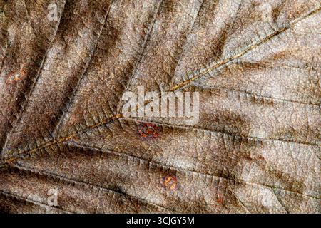 Macro shot of a brown leaf at fall, autumn; isolated, wallpaper, background Stock Photo