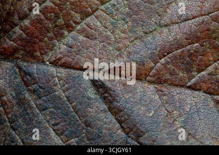 Macro shot of a brown leaf at fall, autumn; isolated, wallpaper, background, abstract Stock Photo