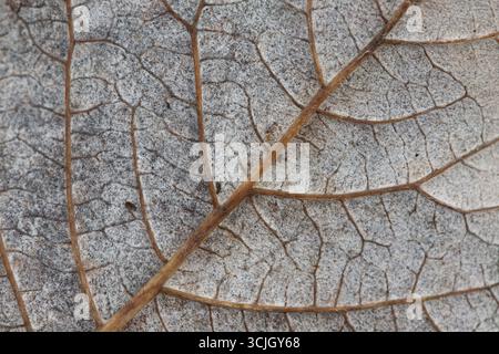Macro shot of a brown leaf at fall, autumn; isolated, wallpaper, background, abstract Stock Photo