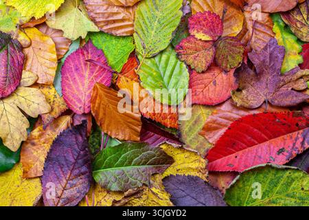 Rainbow colored fall leaves on ground, background, wallpaper Stock Photo
