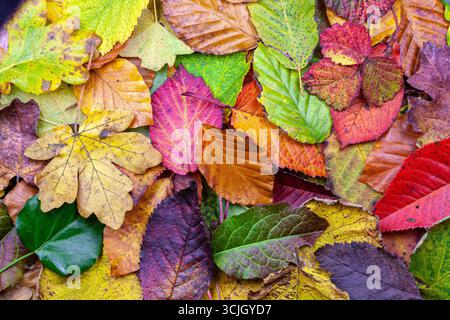 Multi-colored autumn leaves on the ground, background, wallpaper image Stock Photo