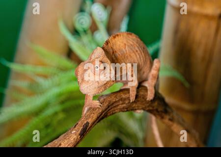 Chameleon Sitting on Branch with Plants Behind. Beautiful reptile Stock Photo