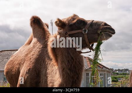 A camel is eating grass in front of a house. The camel is brown and has a brown and white mane Stock Photo