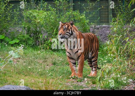 A tiger is standing in a grassy area with a fence behind it. The tiger is looking at the camera, and the scene has a peaceful and calm mood Stock Photo