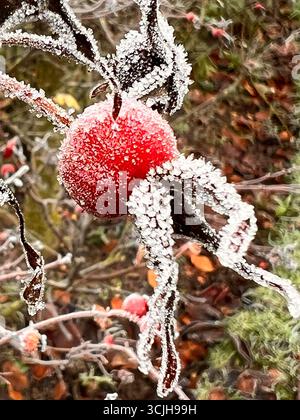 Rose hips in the winter with ice on them and icicles. Stock Photo