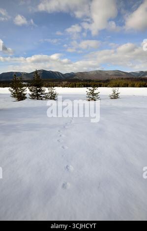 Wolf tracks at Big Prairie in winter. Glacier National Park northwest Montana. Stock Photo