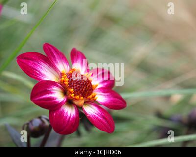Pink garden dahlia dahlia pinnata Stock Photo