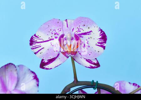 Close up of two colored purple and white flower of 'Phalaenopsis Magic Art' orchid on blue background Stock Photo