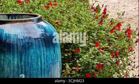 Large blue ceramic vase with a glossy, multicolored glaze stands beside vibrant red Salvia flowers (Salvia splendens) and lush green foliage. Its broa Stock Photo