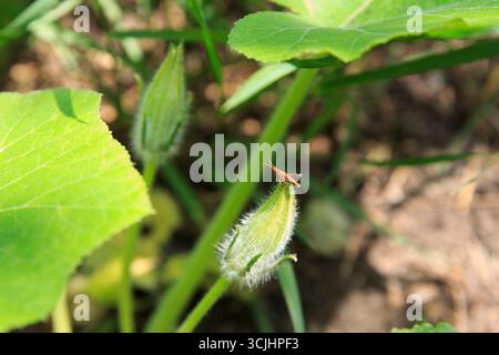 Close-up of young squash buds surrounded by green leaves. Little grasshopper sitting on bud. Scene captures essence of gardening and plant growth in a Stock Photo