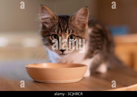 Grey and white kitten on table drinking water shallow depth of field Stock Photo