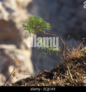 A small green pine tree grows on rocky soil. The background features blurred rocky terrain, highlighting the resilience of nature in harsh conditions Stock Photo