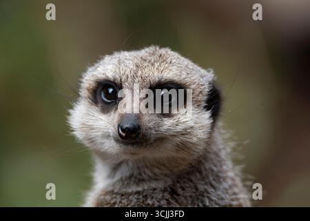 The Meerkat (Suricata suricatta) or Suricate is a small mongoose found in southern Africa. Stock Photo