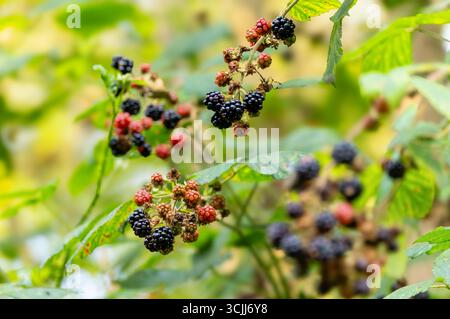 Blackberries growing wild on branch ripening and ready to pick when fruit is plump dark purple or black. Juicy edible fruits. Wicklow, Ireland Stock Photo