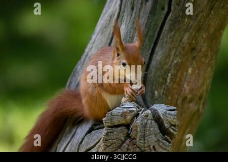 The Red Squirrel or Eurasian Red Squirrel (Sciurus vulgaris), a species of tree squirrel in the genus Sciurus. Stock Photo