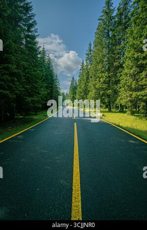 Straight asphalt road through dense pine forest with yellow line marking and clear blue sky above in scenic mountain landscape Stock Photo