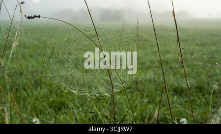 Morning close-up of a spider web between grasses with soft natural light. Stock Photo