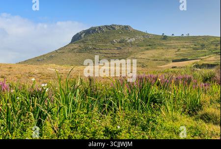 The surroundings of Soesto Rock are covered with green vegetation and flowers growing along the path that leads to the beach. Stock Photo