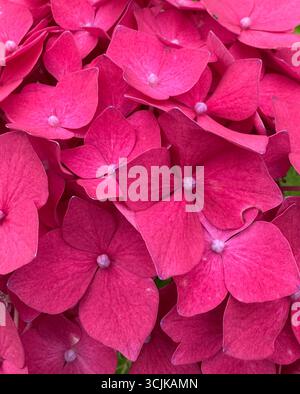 Full screen image of deep pink hydrangea Stock Photo