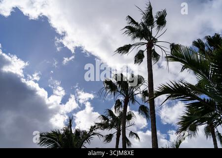 Looking upwards, the image presents a dramatic interplay of palm trees against a partially cloudy, bright sky, showcasing the contrast. Stock Photo