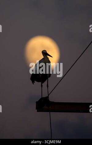 Graceful stork sitting on power line with the moonrise at the background Stock Photo