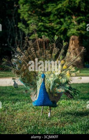 A Majestic Peacock With Its Full Tail Displayed Stands On A Lush Green Lawn. Vibrant plumage, courtship ritual, natural beauty, wildlife photography Stock Photo