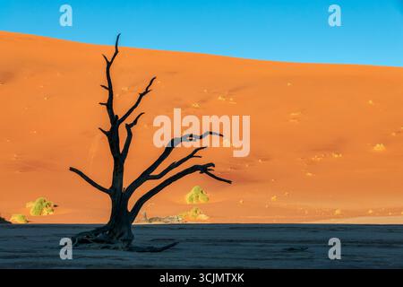 Deadvlei (or Dead Vlei), dead  tree and sand dunes in Sossusvlei, Namib Naukluft national park, Namibia scenic landscape, Africa Stock Photo
