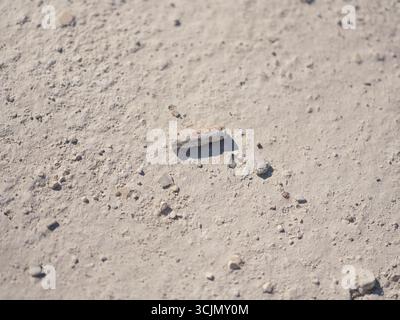 One rusty spent bullet casings scattered on the white chalk quarry ground. War in Ukraine. Symbolic image of the silent traces of war.Top view. Stock Photo