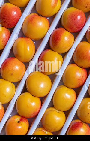 Rows of ripe yellow and red nectarines arranged in a box, showcasing their fresh and vibrant colors ideal for summer enjoyment, Fresh harvest yellow b Stock Photo