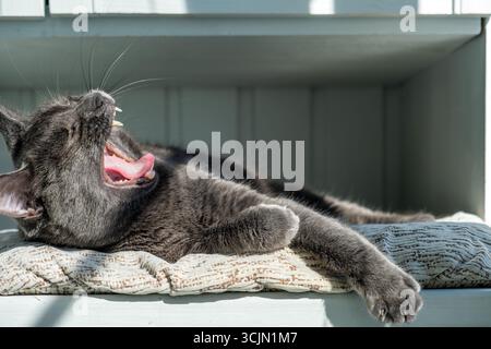 Yawning Gray Cat on a Cushioned Surface Stock Photo