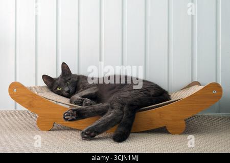 Relaxed Gray Cat Lounging on Wooden Cat Hammock Stock Photo