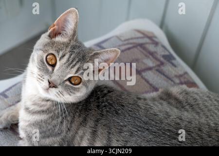 Curious Cat Relaxing on a Cozy Blanket Stock Photo