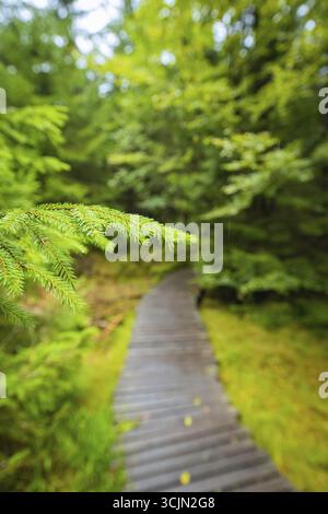 A close-up of pine needles with a blurred forest path in the background, Lotharpfad, Black Forest, Germany Stock Photo