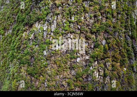 Moss on the bark of a large oak tree Stock Photo