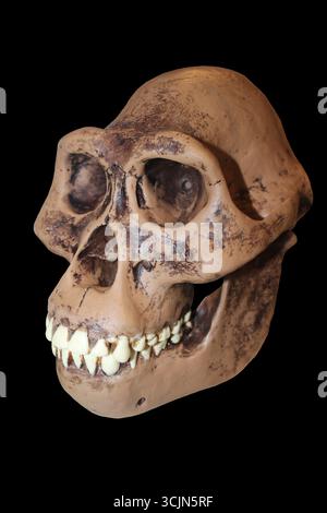 Australopithecus afarensis - male skull reconstruction Stock Photo