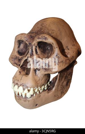 Australopithecus afarensis male skull reconstruction Stock Photo