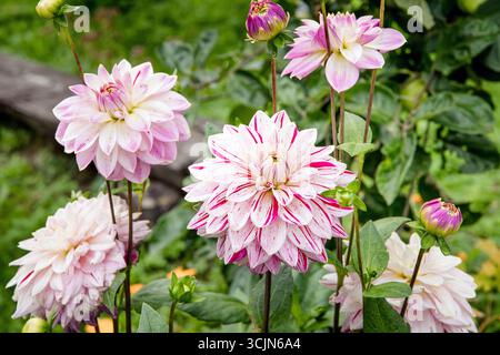 A multicolored dahlia blooms in the flower bed, its petals white with red speckles and stripes. Dahlia pinnata growing outdoors in garden. Stock Photo