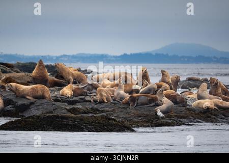 Colony of Stellar Sea lions (Eumetopias jubatus) resting on rocks Vancouver Island, Canada Stock Photo