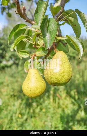 Ripe pears on a tree, selective focus. Stock Photo