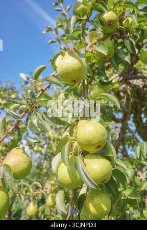 Ripe pears on a tree, selective focus. Stock Photo